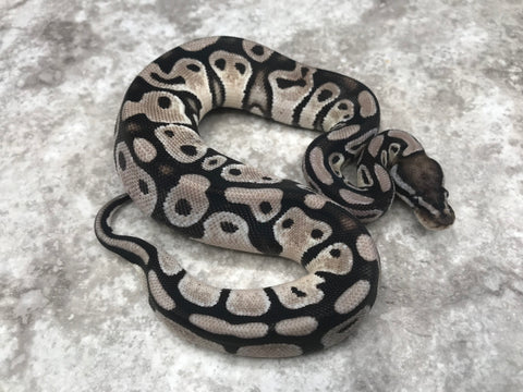 Orange Dream TSK Axanthic