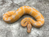 Blackhead Lavender Het Clown