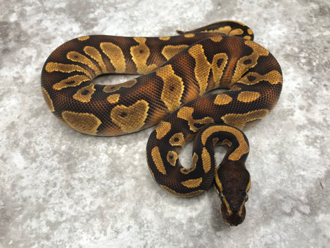 Blackhead Enchi Asphalt Het Clown