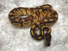 Blackhead Enchi Asphalt Het Clown