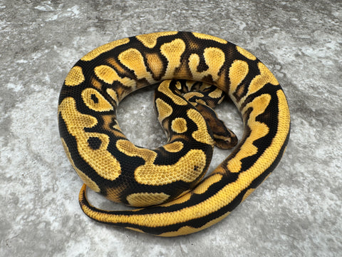 Super Orange Dream Yellow Belly Het Pied