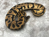 Orange Dream Leopard Het Desert Ghost Het Pied
