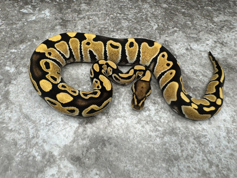 Desert Ghost Het Clown