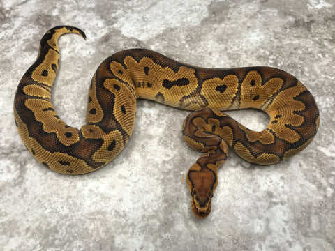 Clown Het Desert Ghost