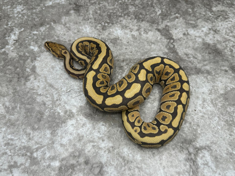 Spotnose Hypo Het Clown