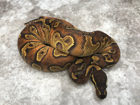 Enchi Blackhead Asphalt Het Hypo
