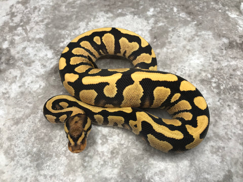 Yellow Belly Desert Ghost Het Clown