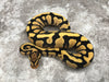 Yellow Belly Desert Ghost Het Clown
