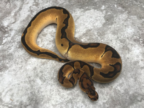 Orange Dream Enchi Clown