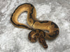 Orange Dream Enchi Clown