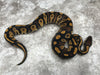 Blackhead Asphalt Het Clown