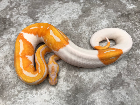 Blade Lavender Pied 66% Het Clown