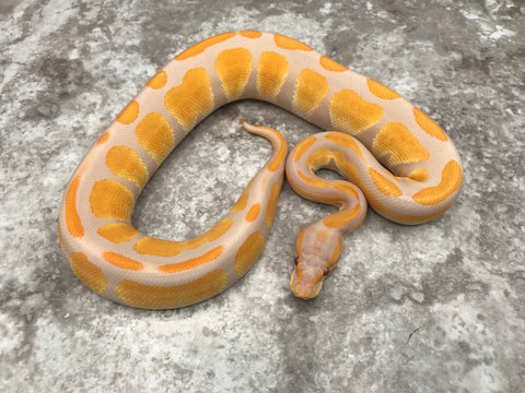 Blackhead Lavender Het Clown