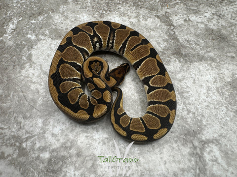 Het Desert Ghost Het Clown