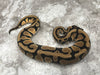 Orange Dream Leopard Het Desert Ghost Het Pied