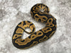 Leopard Vanilla Het Clown