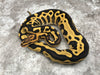 Leopard Yellowbelly Crypton Desert Ghost