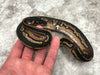 Super Black Head Het Pied 50% pos Het Lavender