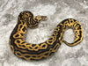 Pastel Leopard Vanilla Het Clown