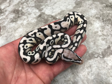 Pastel Yellow Belly Desert Ghost TSK Axanthic