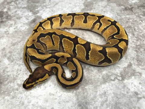 Super Enchi Asphalt Het Clown