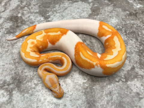 Lavender Pied 66% pos Het Clown