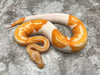 Lavender Pied 66% pos Het Clown