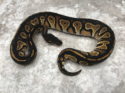 Super Black Head 66% pos Het Pied 50% pos Het Lavender