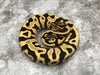 Leopard Yellow Belly Desert Ghost Het Clown OR Het Cryptic