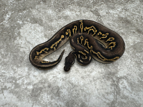 Super Black Head Mojave Pastel Yellow Belly Het Desert Ghost