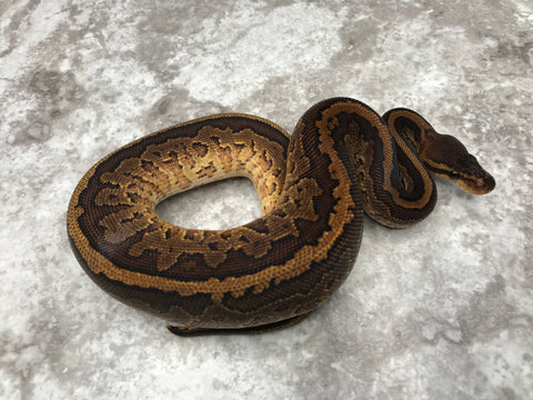 Super Black Head Yellow Belly Pinstripe Het Desert Ghost