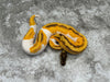 Enchi Orange Dream Yellow Belly Pied