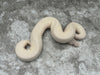 Super Mojave Pastel Het Hypo pos Black Head/Super Black Head