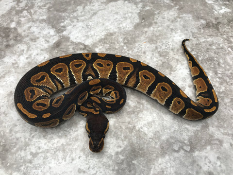 Black Head Het G-Stripe 66% Het Hypo