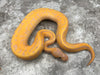 Leopard Pinstripe Yellow Belly Banana