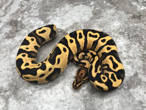 Leopard Yellow Belly Desert Ghost Het Clown OR Het Cryptic
