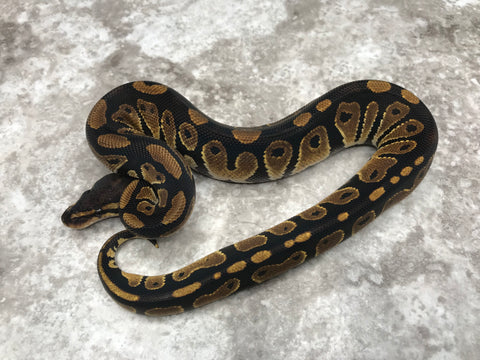 Black Head Het Desert Ghost Het Clown