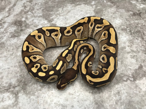 Mojave Asphalt Het Clown