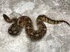 Blackhead Enchi Asphalt Het Clown