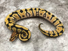 Crypton Desert Ghost (Het Clown Het Cryptic)