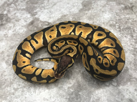Pastel Het Clown Het Desert Ghost