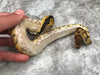 Yellowbelly Orange Dream Clown