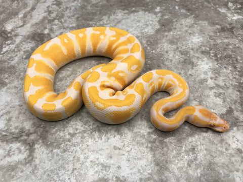 Lavender Het Pied 66% pos Het Clown