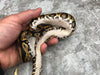 Black Head Asphalt Het Clown Het Lavender