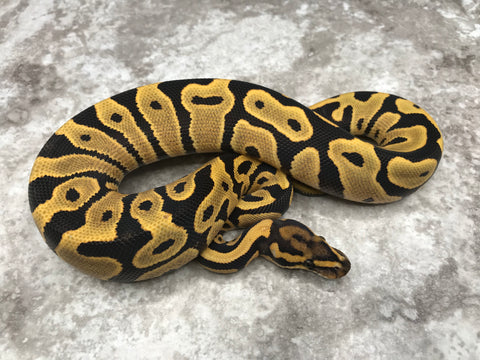 Leopard Desert Ghost 66% Het Clown or Cryptic