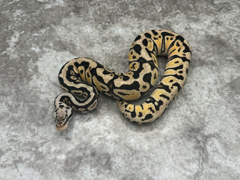 Pastel Spotnose Het Clown Het Hypo