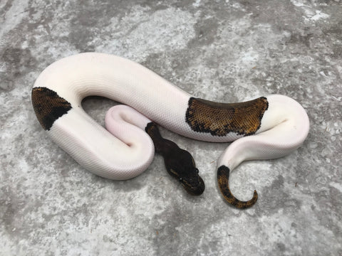 Super Blackhead Pastel Pied 50% Pos Het Lavender
