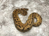 Leopard Spider Het Desert Ghost Het TSK Axanthic Het Clown OR Cryptic