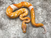 Lavender Clown Pied