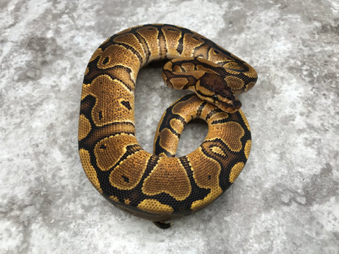 Red Stripe Yellow Belly Het Clown